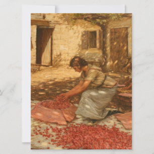 Girl Packing Cherries in Provence (France) Card
