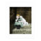 Girl With White Dog