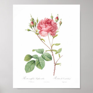 Girly Beautiful Pink Rose Princess Garden Poster