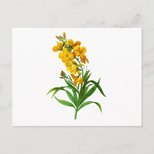 Giroflee Jaune by Pierre Joseph Redoute Postcard (Front)