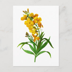 Giroflee Jaune by Pierre Joseph Redoute Postcard