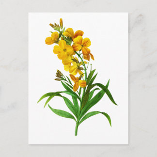 Giroflee Jaune by Pierre Joseph Redoute Postcard