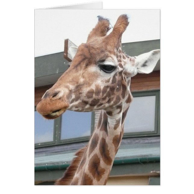 Girraffe (Front)