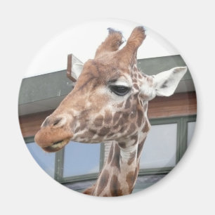 Girraffe Magnet