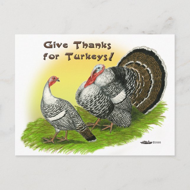 Give Thanks For Turkeys! Postcard (Front)