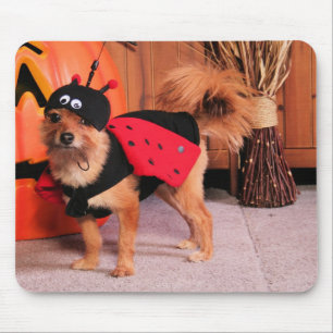 Gizzy - YorkiePom - Burbridge Mouse Pad