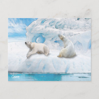 Glacier Bears - Postcard