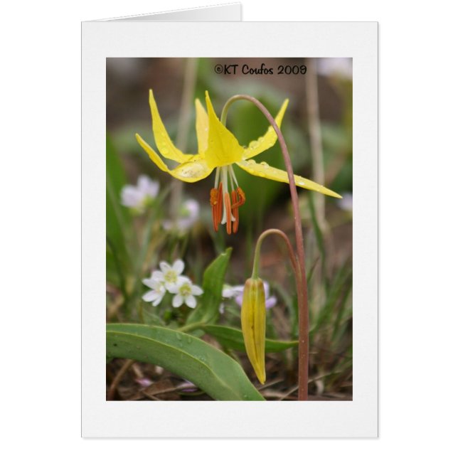 Glacier Lily Wildflower Card (Front)