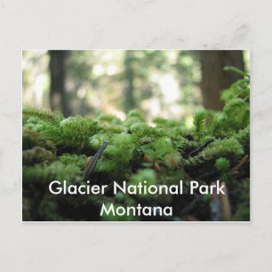 Glacier National Park, Montana Mossy Postcard