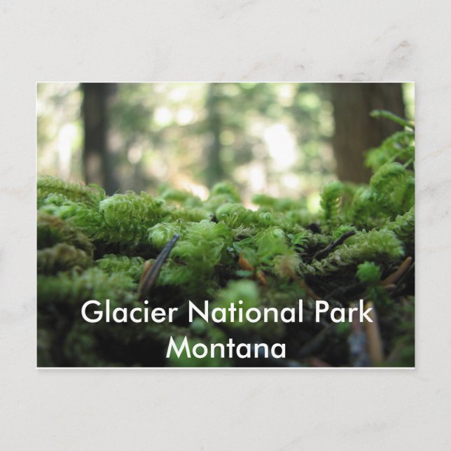 Glacier National Park, Montana Mossy Postcard (Front)