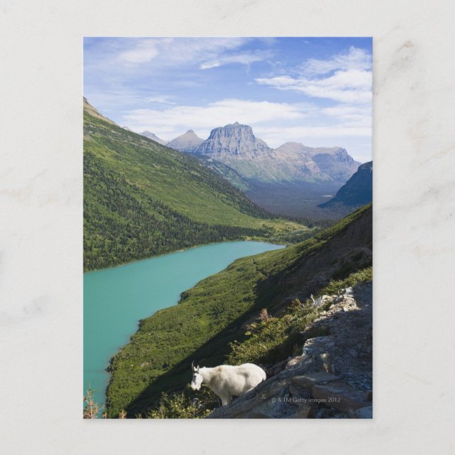 Glacier National Park, Montana Postcard (Front)