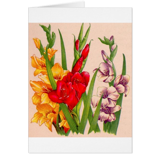 gladiola flowers gladioli flowers (Front)