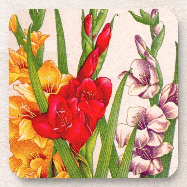 gladiola flowers gladioli flowers coaster (Front)