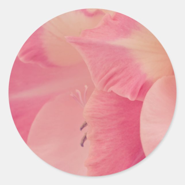Gladiola Petals Classic Round Sticker (Front)