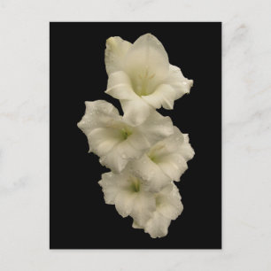 Gladiolas Postcard