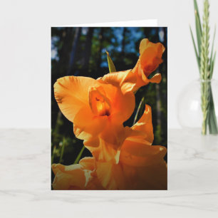 Gladioli, card