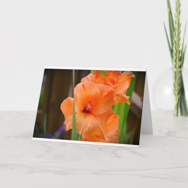 Gladioli, card (Front)