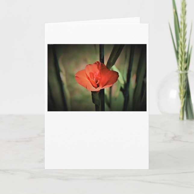 Gladioli, card (Front)