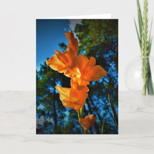 Gladioli, card