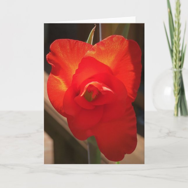 Gladioli, card (Front)