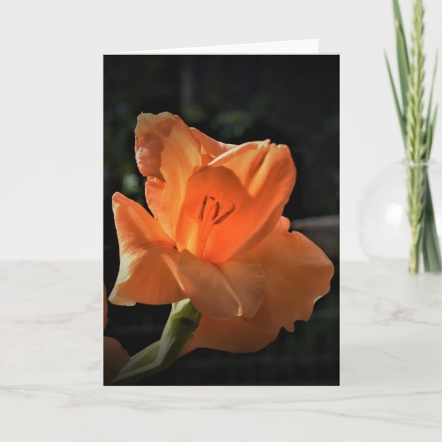 Gladioli, card (Front)