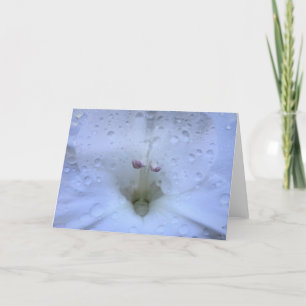 Gladioli, card