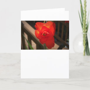 Gladioli, card