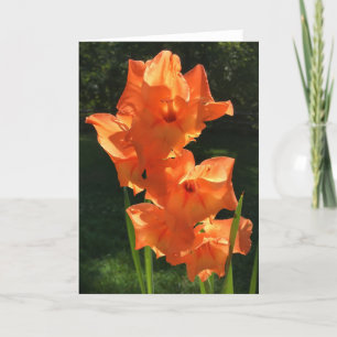 Gladioli, card