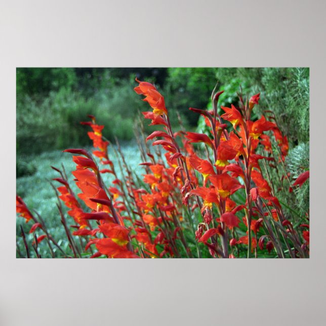 Gladioli Flowers Photo Poster (Front)