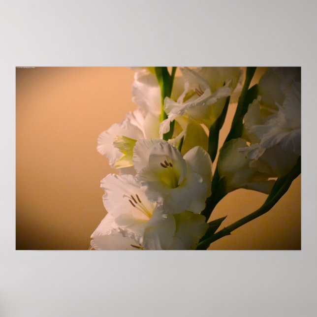 Gladioli,  poster (Front)