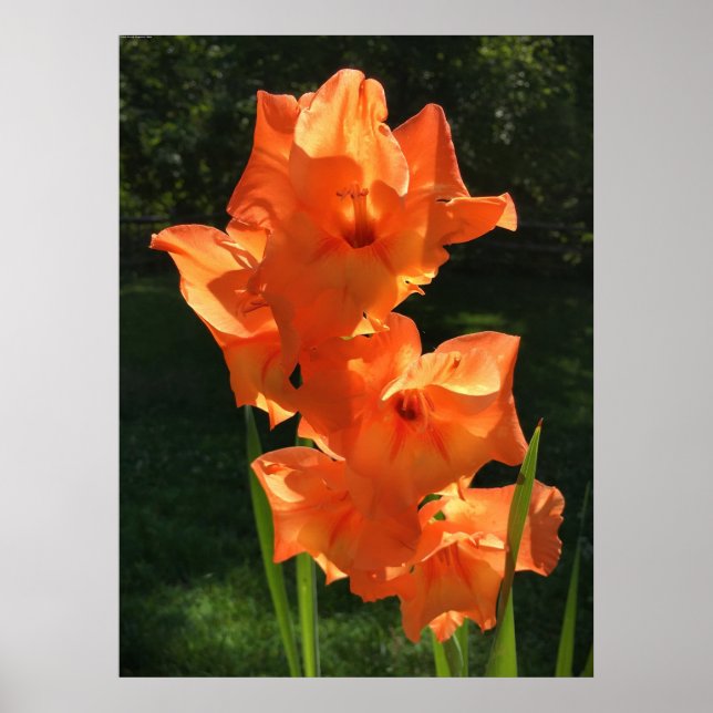 Gladioli, Poster (Front)