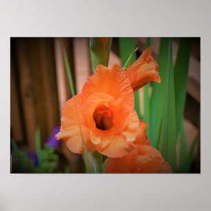 Gladioli,  poster