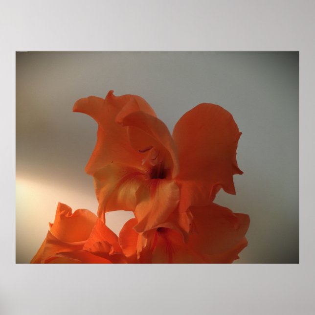Gladioli, Poster (Front)