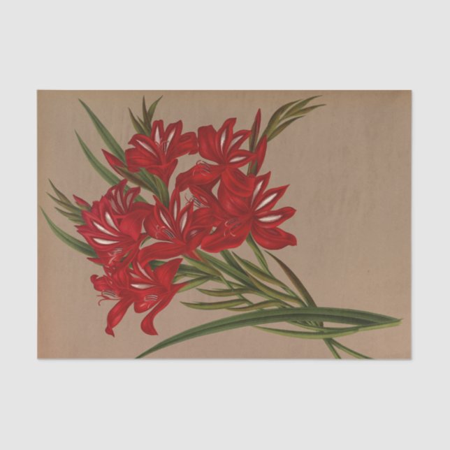 Gladiolus Cardinalis by Arentina Hendrica Arendsen Tissue Paper (Front)