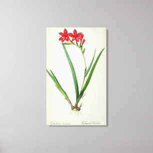 Gladiolus Cardinalis, from `Les Liliacees', 1805 Canvas Print