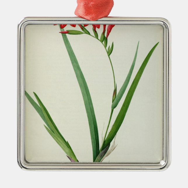 Gladiolus Cardinalis, from `Les Liliacees', 1805 Metal Tree Decoration (Front)