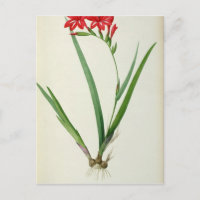 Gladiolus Cardinalis, from `Les Liliacees', 1805