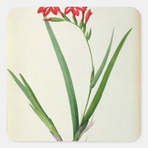 Gladiolus Cardinalis, from `Les Liliacees', 1805 Square Sticker