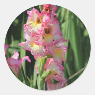 Gladiolus Classic Round Sticker