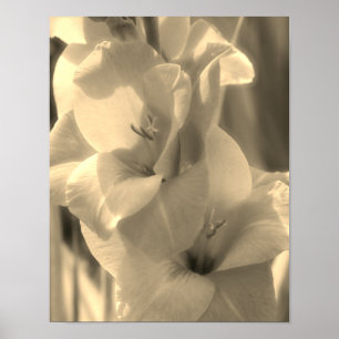Gladiolus Flower Sepia Tint Close Up Poster