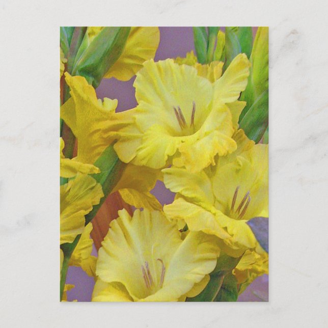 Gladiolus Flowers Postcard (Front)