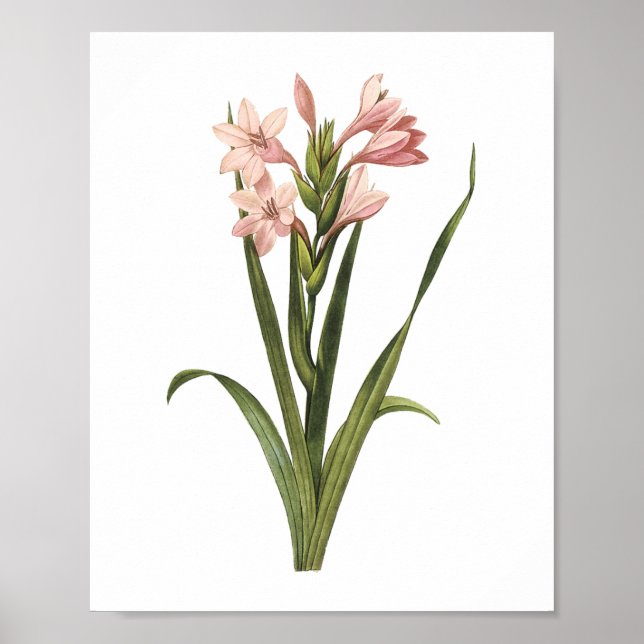 gladiolus(Gladiolus laccatus) by Redouté Poster (Front)