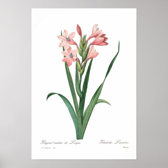 Gladiolus laccatus poster (Front)