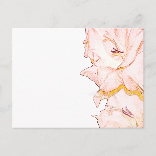 Gladiolus sketch postcard (Front)