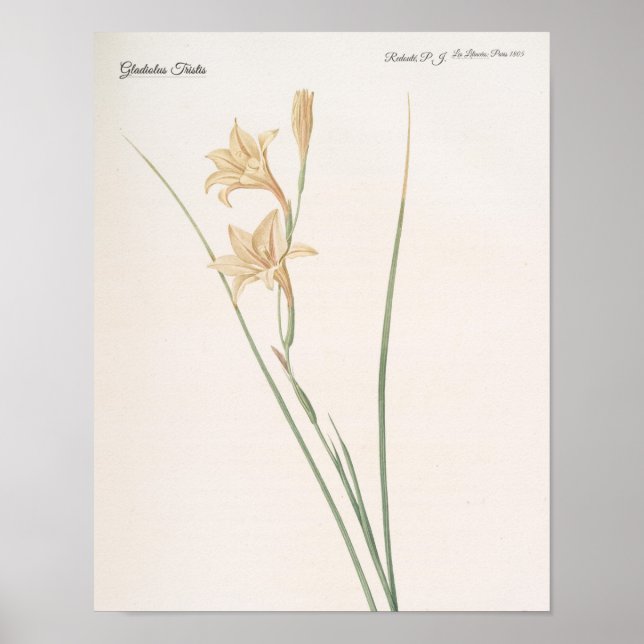 Gladiolus Tristis Poster (Front)