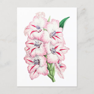 Gladiolus Vintage Botanical Postcard