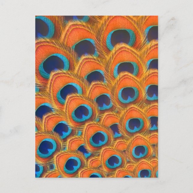 Glam Boho Orange Blue Peacock Feathers Holiday Postcard (Front)