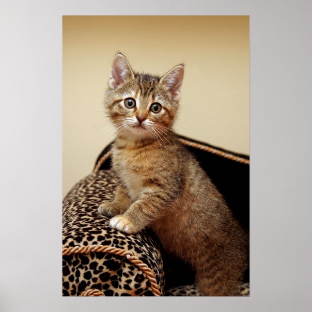 Glamour Girl Poster (Front)