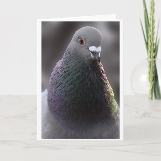 Glasgow Pigeon Card (Front)