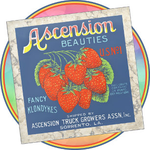 Glass COASTER - Ascension Beauties - Crate Label